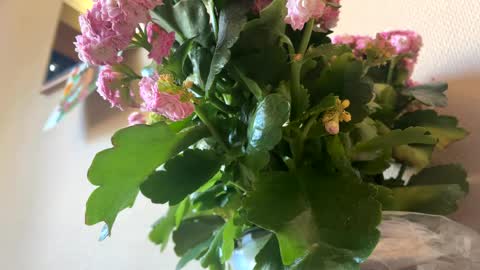 Snapshot of _sayonara_ chatting on April 4, 3:31 pm KOYO online show from April 4, 3:31 pm