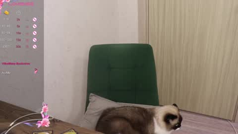 Alis online show from March 6, 5:54 pm