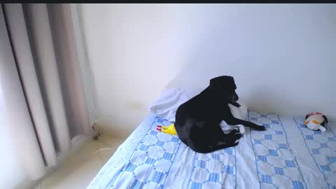 Abby online show from February 8, 6:00 pm