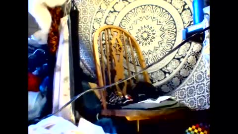 ambionce online show from May 19, 8:42 am