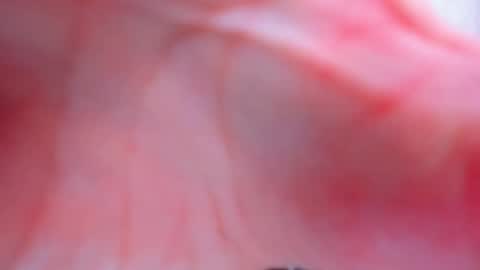 Snapshot of antheaprime chatting on February 2, 3:55 pm Anthea online show from February 2, 3:55 pm