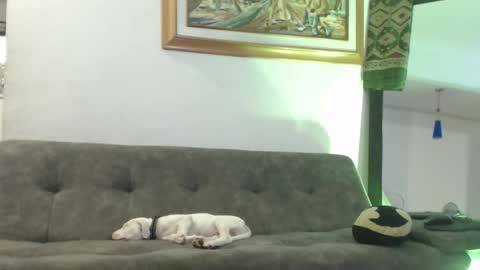 Snapshot of antoniocuervo chatting on February 8, 11:02 pm Hadez online show from February 8, 11:02 pm