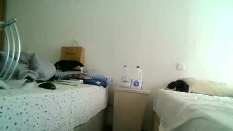 Snapshot of apixaba chatting on March 11, 12:50 pm furry bear online show from March 11, 12:50 pm