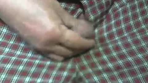  Reservoir Dogs online show from October 31, 5:47 pm