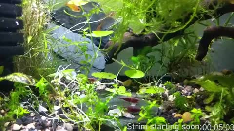 Booker Baxton online show from January 17, 4:06 am