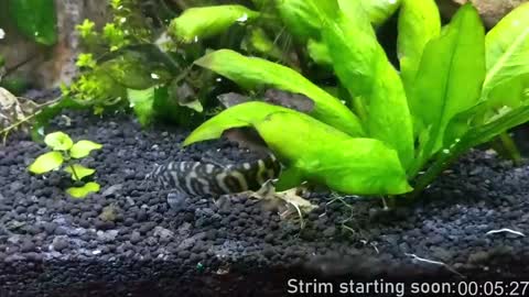 Booker Baxton online show from January 18, 4:04 am