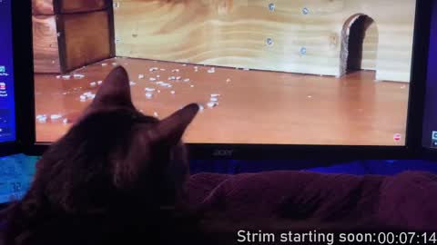 Booker Baxton online show from February 13, 4:00 am