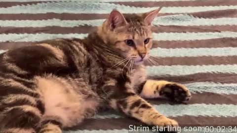 Booker Baxton online show from February 22, 4:07 am