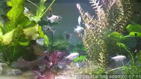 Booker Baxton online show from March 11, 3:05 am