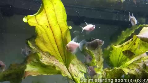 Booker Baxton online show from October 15, 3:06 am