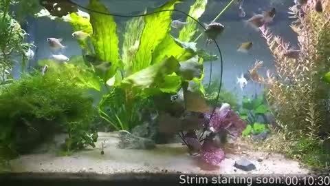 Booker Baxton online show from December 21, 3:57 am