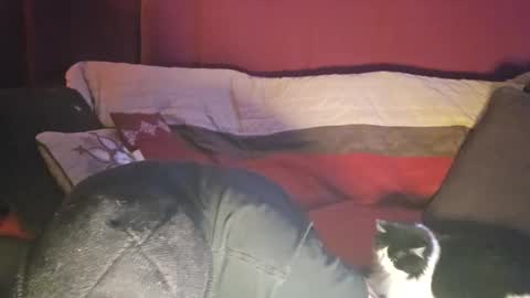 Snapshot of brownboyt chatting on December 19, 5:58 am brownboyt online show from December 19, 5:58 am