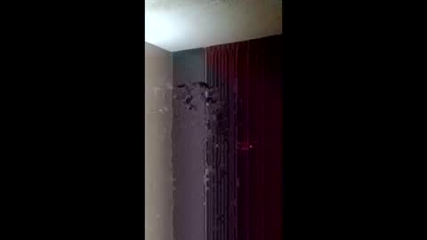 Roxy and Royce online show from March 22, 7:34 am