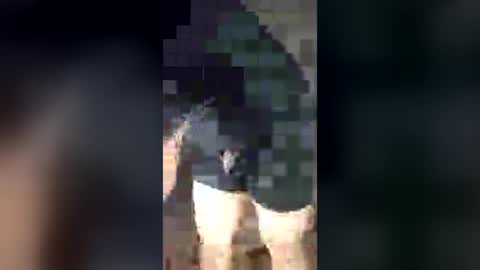 chrisalejandr0896 online show from July 3, 2:18 am
