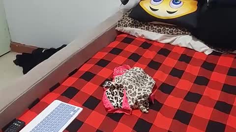 Snapshot of creamyhub chatting on December 1, 7:02 am creamyhub online show from December 1, 7:02 am