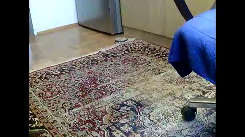 Dammerl online show from December 5, 7:16 am