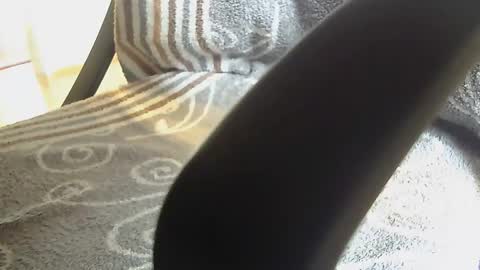 Dammerl online show from January 28, 8:25 am