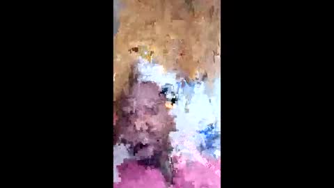 dawgshort858 online show from May 7, 2:22 pm