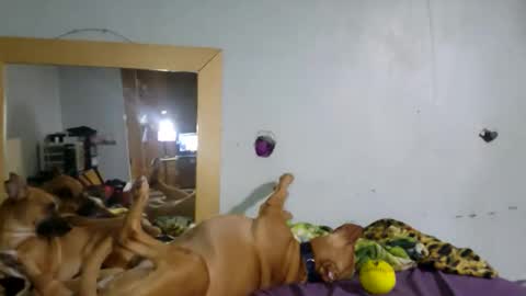 Snapshot of demivercetti chatting on December 22, 4:42 am demivercetti online show from December 22, 4:42 am