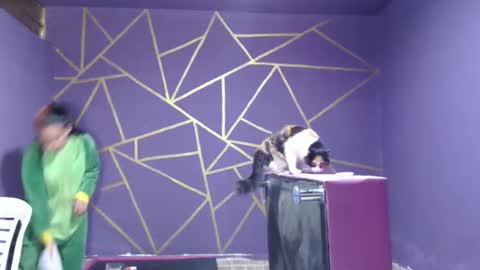 diana online show from January 12, 8:14 pm