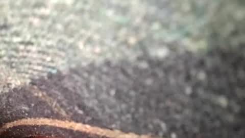 dyno online show from November 12, 1:39 am