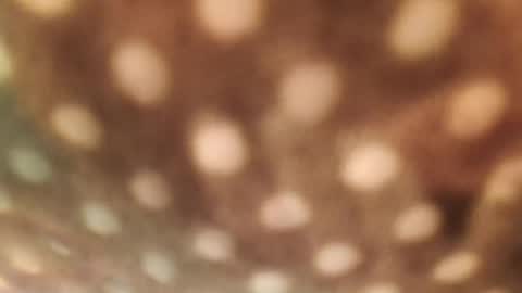 Snapshot of doggydaddi chatting on January 29, 6:33 am Alex online show from January 29, 6:33 am