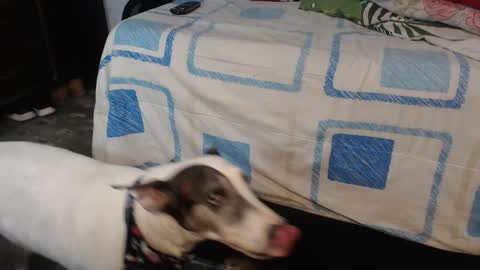 Snapshot of dream_real chatting on October 12, 2:10 am dreamreal online show from October 12, 2:10 am