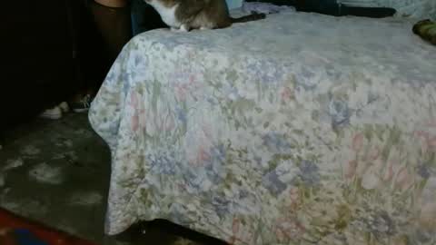 Snapshot of dream_real chatting on October 30, 10:06 am dreamreal online show from October 30, 10:06 am