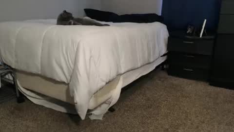 dwhitey4u online show from November 2, 8:00 pm