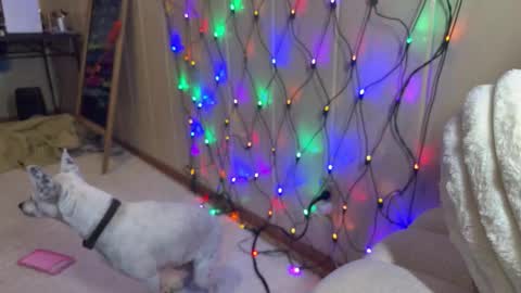 elle online show from February 5, 10:36 pm