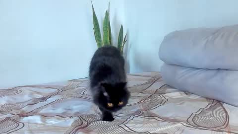 -  A N D E R online show from January 7, 8:00 pm