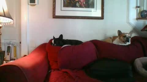 Snapshot of falconbator8 chatting on December 9, 2:17 pm falconbator8 online show from December 9, 2:17 pm