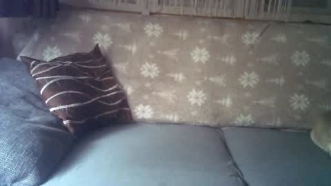 Jane and Findo online show from January 6, 8:24 am