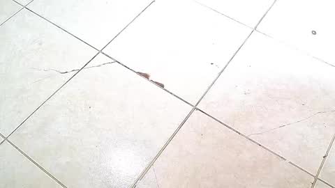 flyckers online show from October 6, 8:06 pm