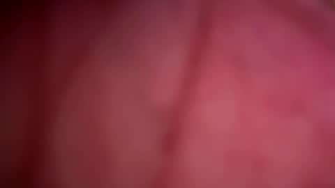 Snapshot of forbiddenalpha chatting on May 13, 11:44 pm ForbiddenAlpha online show from May 13, 11:44 pm