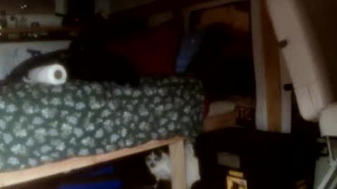 forestnymphpdx online show from November 14, 9:30 am