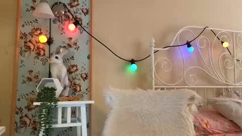 Snapshot of frankiefoxie chatting on February 18, 2:49 am Franky online show from February 18, 2:49 am