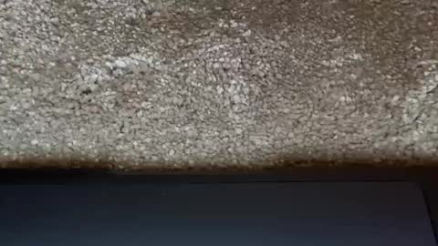 athena online show from March 31, 7:47 pm