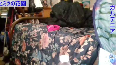 Gardenia online show from December 16, 8:20 am