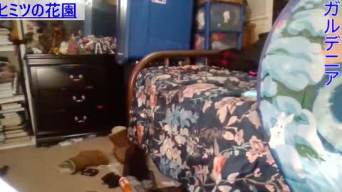 Gardenia online show from December 29, 6:56 am