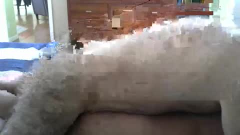 grsmnky65 online show from December 14, 5:29 pm