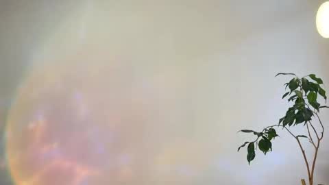 hannah levis  online show from February 25, 8:02 am