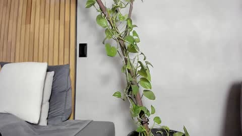 Sofia independent model online show from December 14, 11:07 am