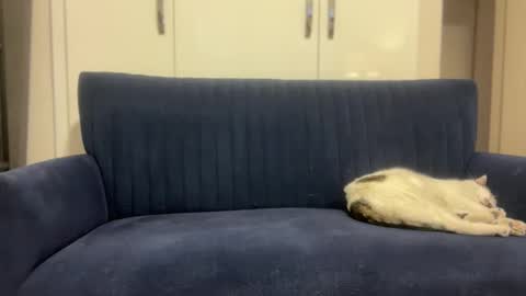 hoplonger online show from March 6, 2:13 pm