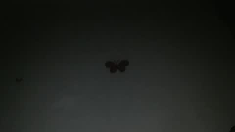 Iris online show from February 27, 8:09 pm