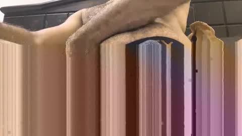 Snapshot of hornyboy_01z chatting on September 11, 7:03 pm hornyboy_01z online show from September 11, 7:03 pm