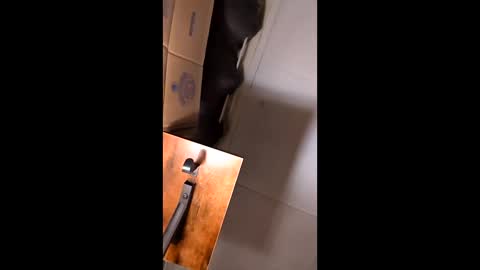 hungitalian40 online show from February 12, 9:37 am