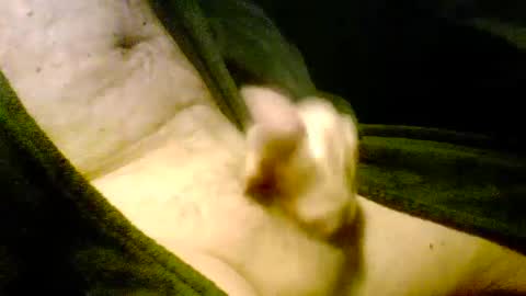 Snapshot of iluvj2jizz4u chatting on January 7, 11:26 am Iluvj2jizz4u online show from January 7, 11:26 am