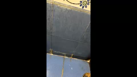 Indianboy online show from April 3, 11:19 am