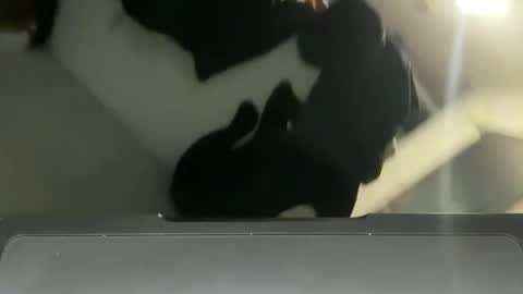 Snapshot of infamouslucas chatting on December 2, 10:23 pm Lucas online show from December 2, 10:23 pm